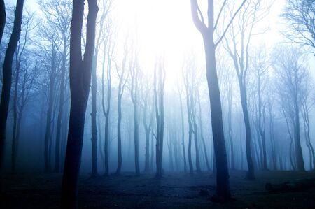 Nature. Fog in dark forest.の写真素材