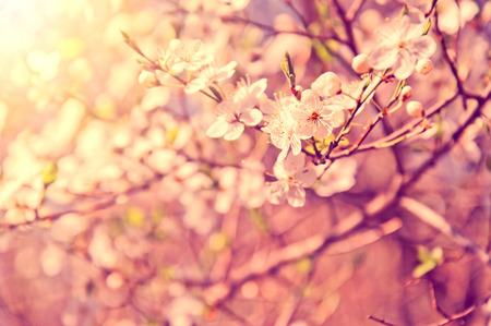 White cherry tree flower in spring. Vintage instagram picture.の写真素材
