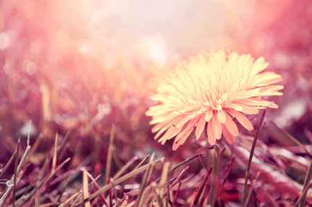 Spring. Dandelion flower in the grass, bathed in the sunlight.の写真素材