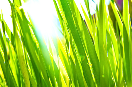 Green grass bokeh background. Green fresh grass bathed in sunlight. Nature in summer. Bokeh picture.の写真素材