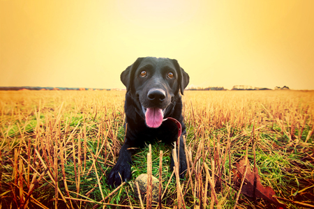 Happy black labrador playing on the field. Animal conceptual image.の写真素材