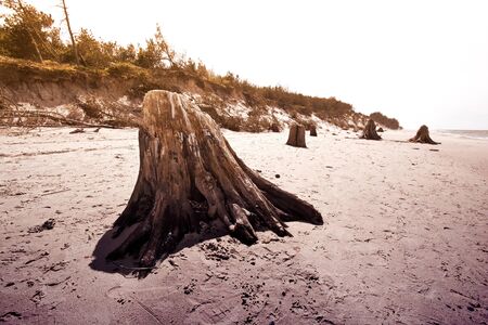 Dead tree trunks. Rare 3000 years old dead deciduous trees on the beach located in Slowinski National Park, Poland, Baltic sea.の写真素材