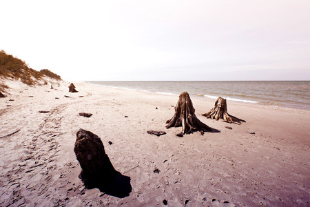 Dead tree trunks. Rare 3000 years old dead deciduous trees on the beach located in Slowinski National Park, Poland, Baltic sea.の写真素材