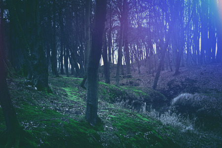 Magical dark and mysterious forest. Nature in the woods.の写真素材