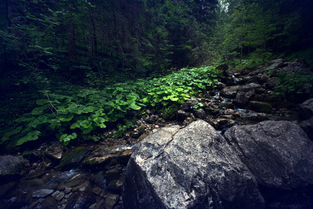 Dark forest in mountains. Nature landscape.の写真素材