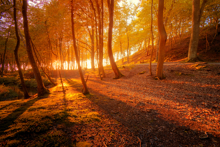 Autumn scenery. Beautiful gold fall in forest.の写真素材