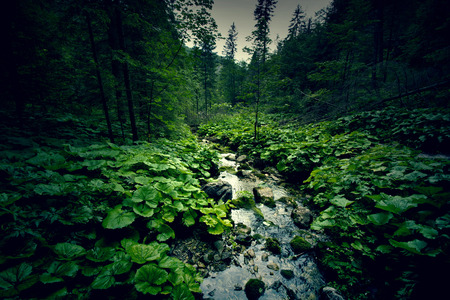 Dark green forest and river. Wilderness and nature.の写真素材