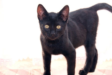 Cute young black cat. Animal. Friday thirteenth bad luck etc concept.の写真素材