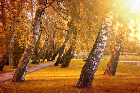 Autumn in the park. Fall in forest.の写真素材
