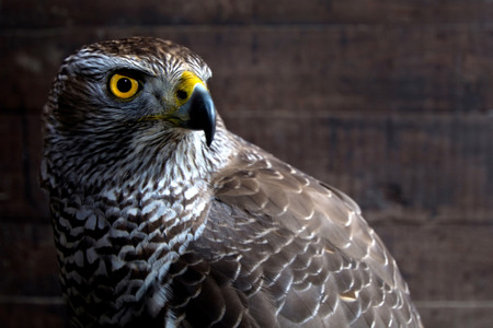 Hawk close up. Bird of prey portrait. Wild animal.の写真素材