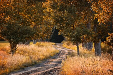 Autumn in the forest. Nature and fall season.の写真素材