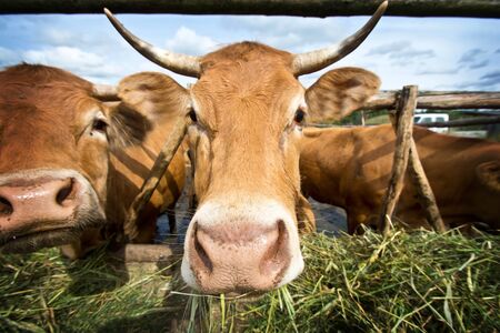 Cows eating straw. Animal breeding in the countryside.の写真素材
