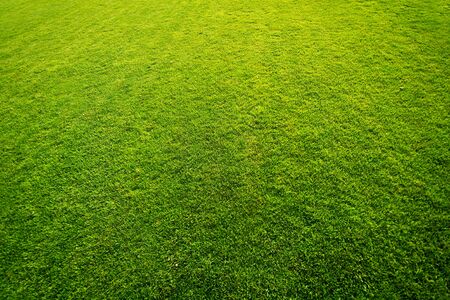 Fresh green grass on golf field pattern background.の写真素材