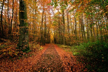 Autumn in the park. Nature and fall season.の写真素材