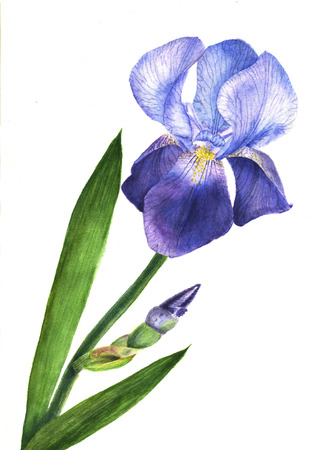 Watercolor illustration purple iris flower plant. Wildflower iris flower in a watercolor style isolated.の写真素材