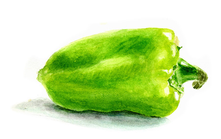 Watercolor vegetable green bell pepper closeup. Hand paintingの写真素材