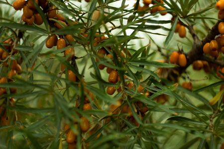 Branch of sea buckthorn berries.