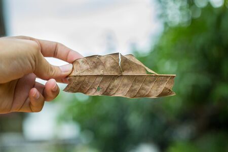 Winter dried leaves backgroundの写真素材