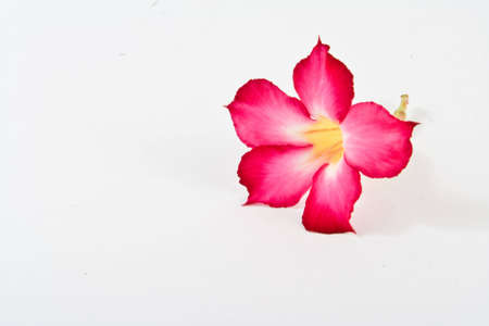 pink flowerの写真素材