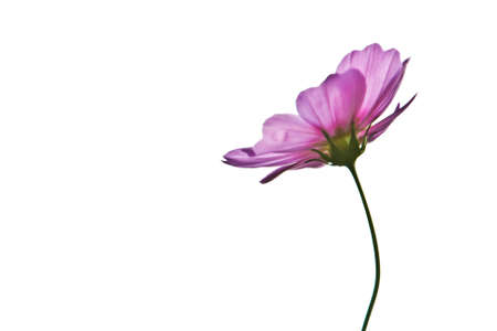 pink flower の写真素材