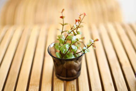flower in vase on wood table の写真素材