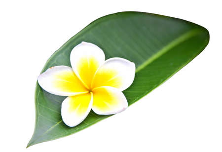 white flower with leaf の写真素材