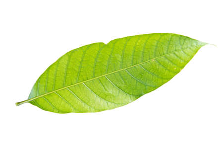 Green leaf on white background