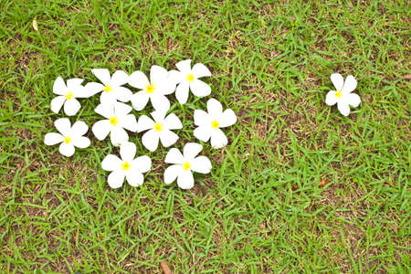 Many flower on green grass の写真素材