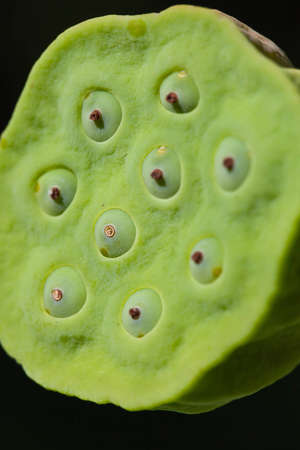 Close up bean of lotus の写真素材