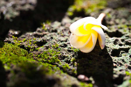 Close up flower on dark stone with light の写真素材