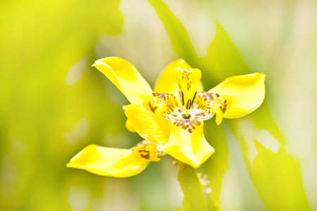 Close up yellow flower 