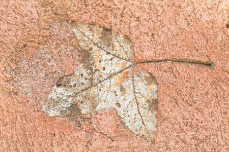 leaf detail on cement wall の写真素材