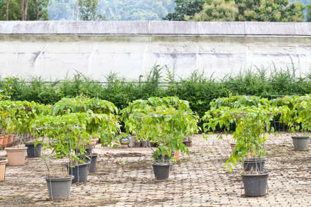 Plant Nursery の写真素材