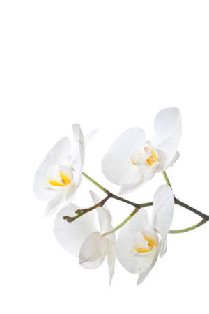 white orchid on isolateの写真素材