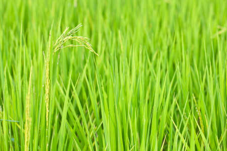 Close up green rice の写真素材