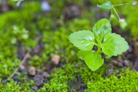Green litlle plant in nuture