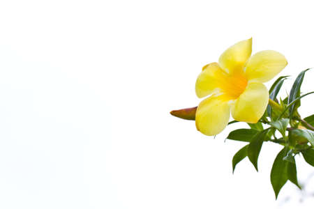 Yellow flower on white background 