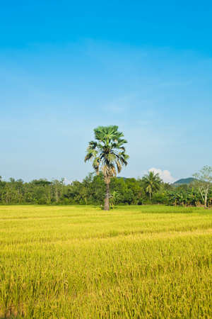 Palm tree on rice filed with blue skyの写真素材