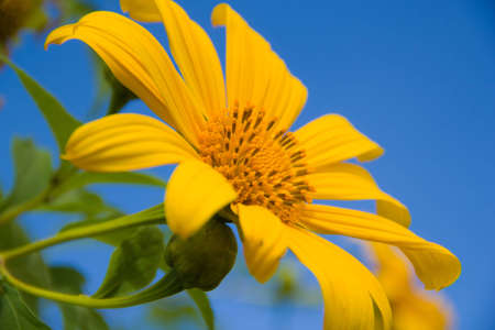 yellow flower with blue sky 