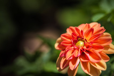 Close up macro orange color flowerの写真素材