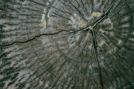 Wood texture background