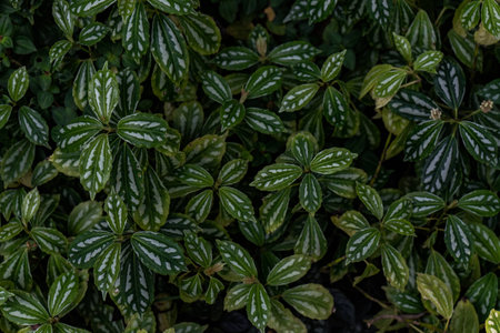 Green leaf texture backgroundの写真素材