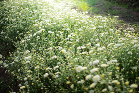 Close up small white flower fieldの写真素材