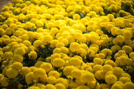 Yellow flower field with light