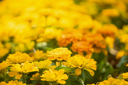 Close up yellow flower in garden