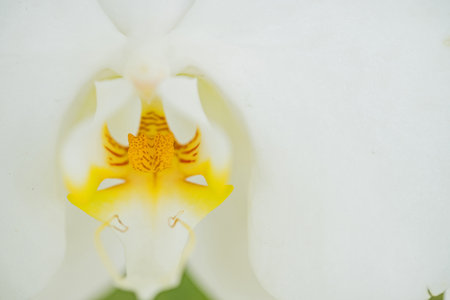 Close up macro orchidの写真素材