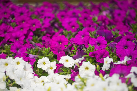 purple flower background on fieldの写真素材