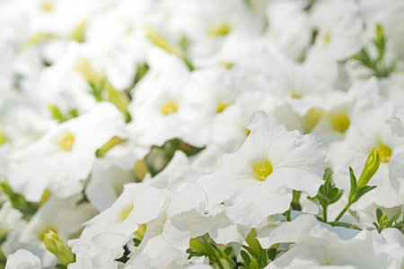 Close up macro white flowerの写真素材