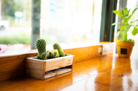 Cactus in wooden box on wood table in coffee shop, stock photo