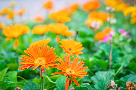 Close up gerbera flower in parkの写真素材